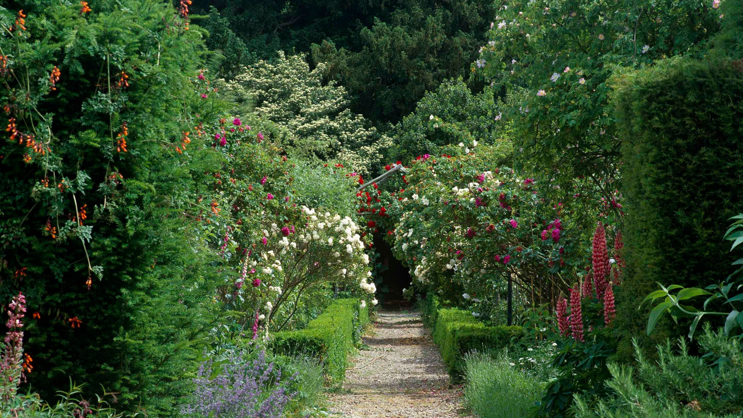 View along a path at Owletts, with flowering plants alongside it