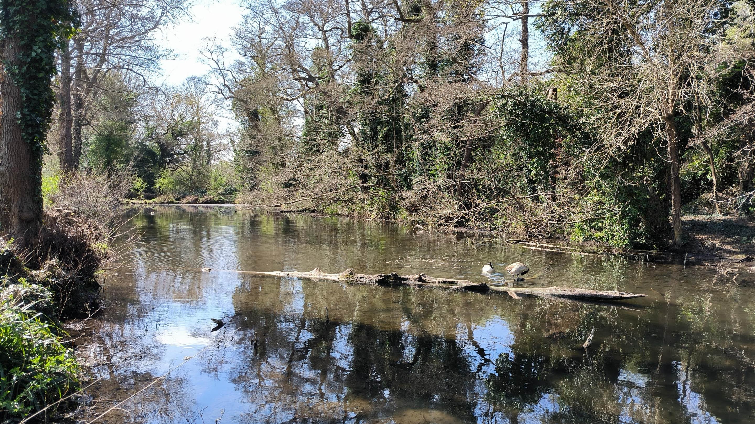Image of a large pond on a sunny day with a fallen tree trunk in the centre and birds nearby