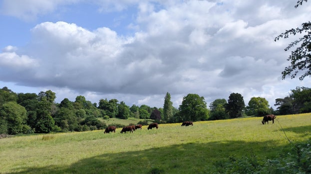 Image of some distant cattle grazing a green field.