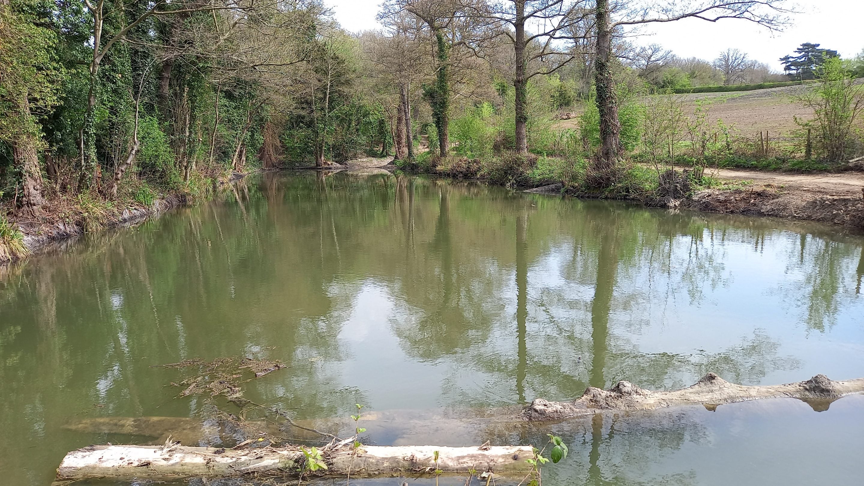 Image of a pond with logs floating on the surface