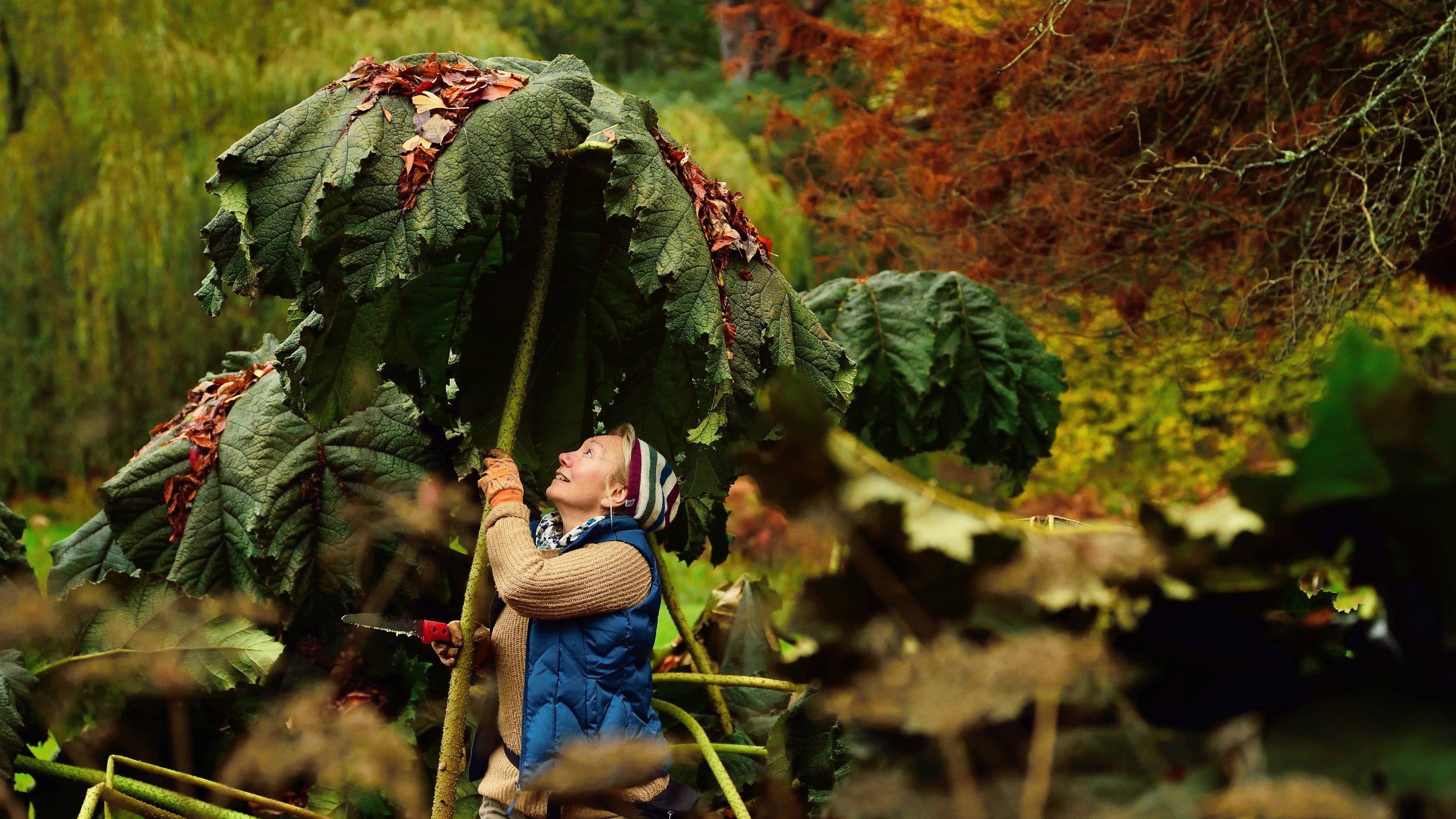 Are Dogs Allowed At Scotney Castle