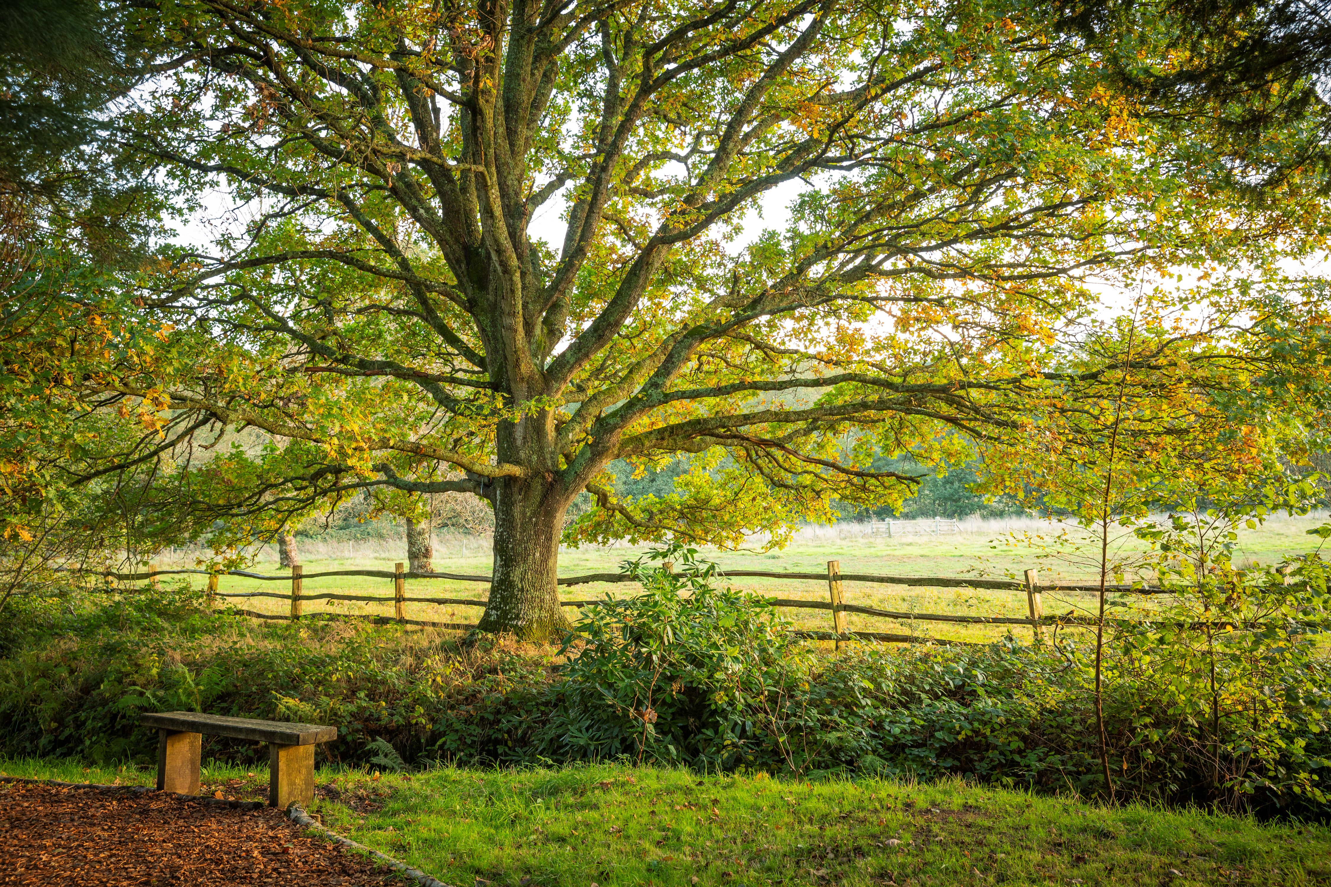 A small wooden bench sits at the edge of a path with grass and a large tree behind it