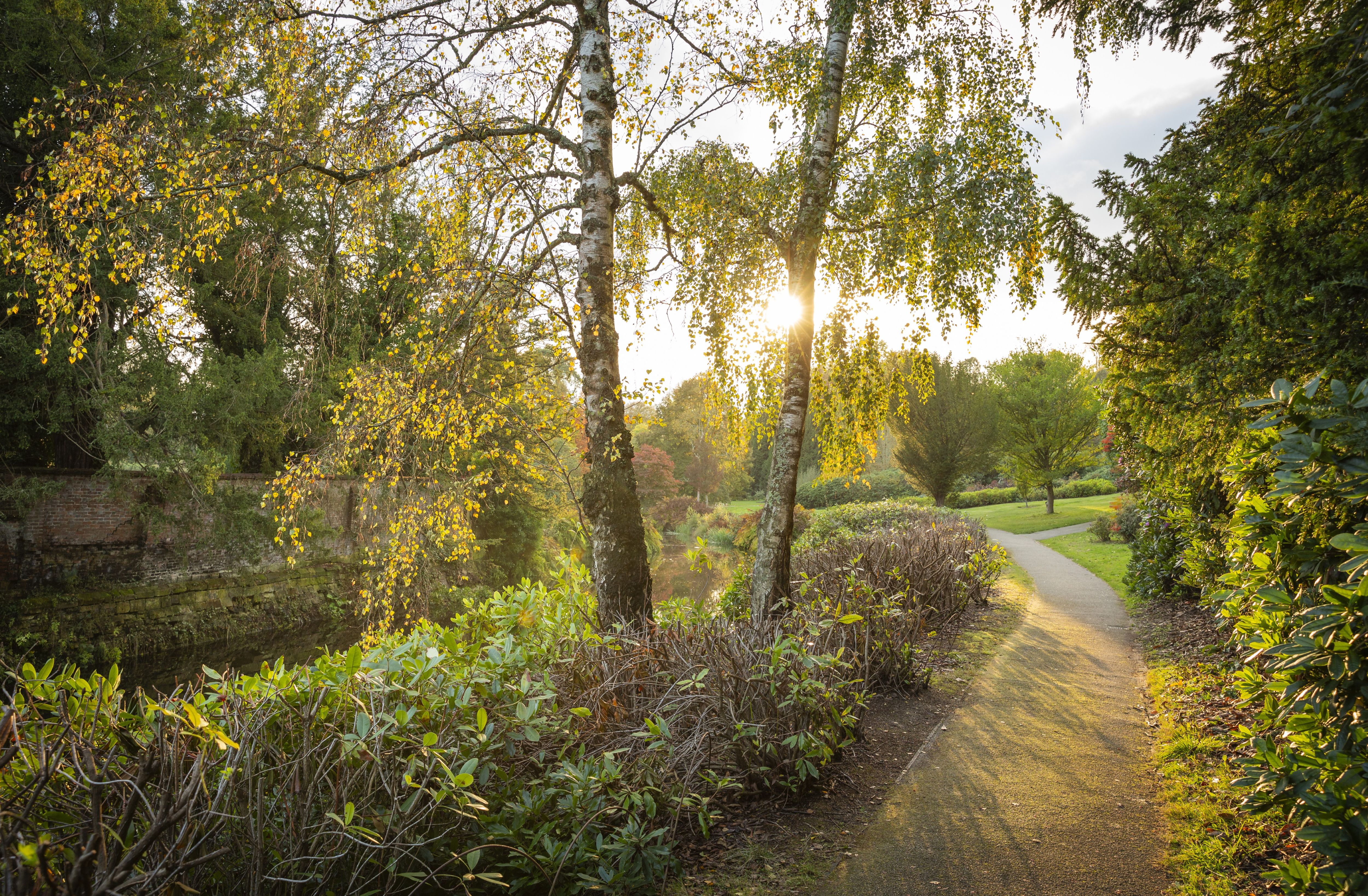 Sunbeams shine through tall trees that line a curved path
