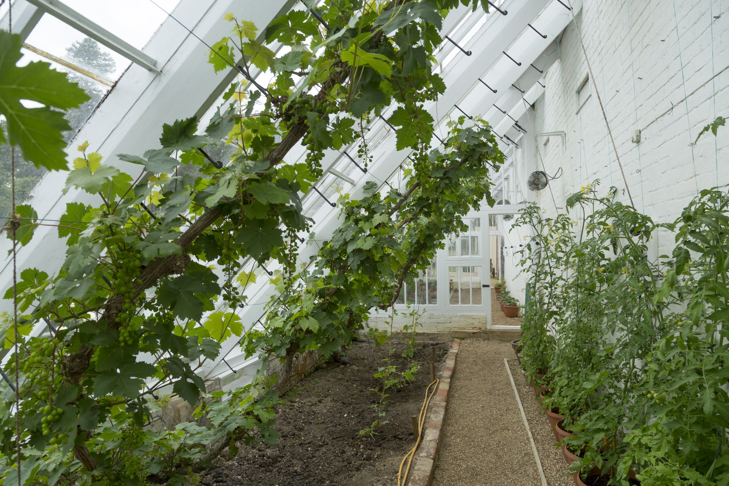 Vines grow up the walls inside this glass house