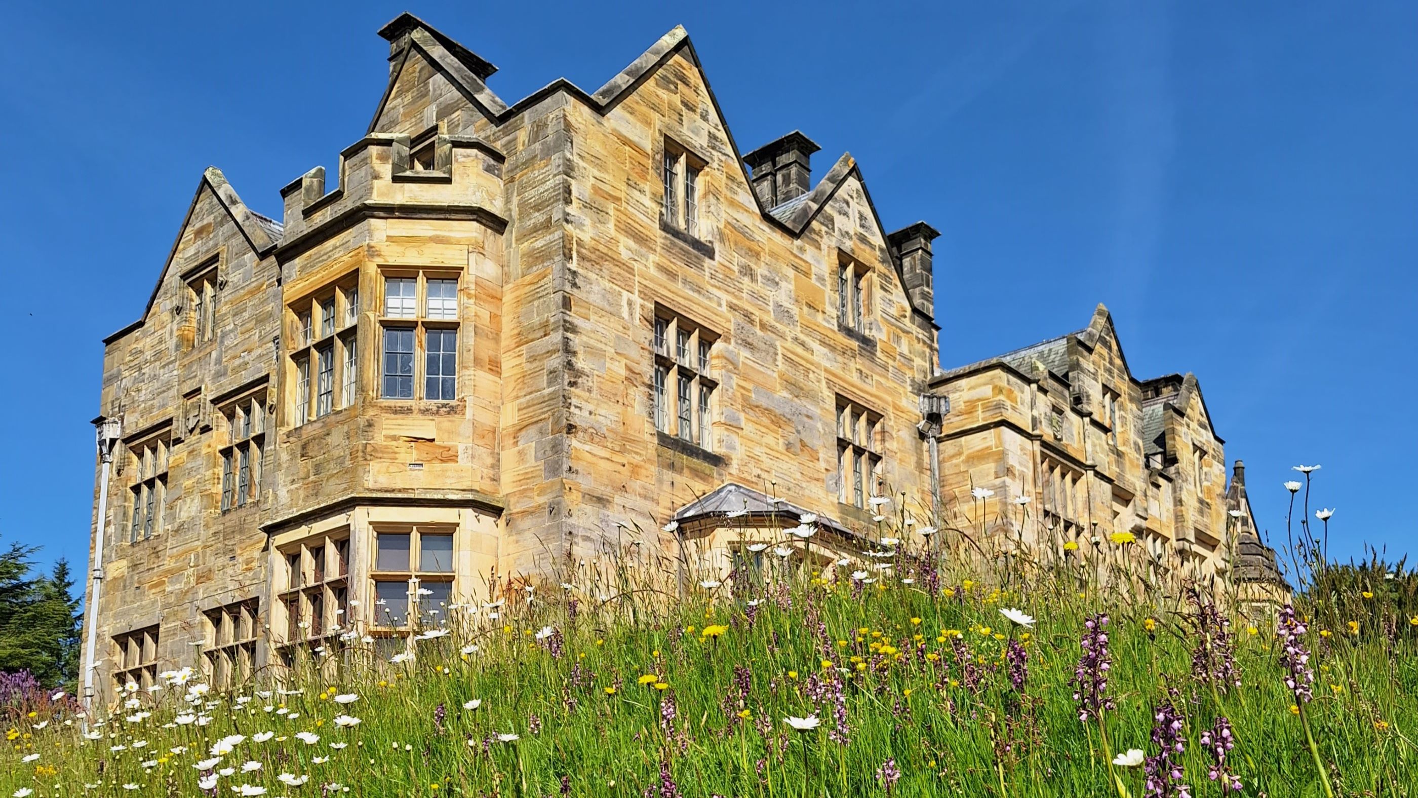 Wildflowers frame a large mansion in the background