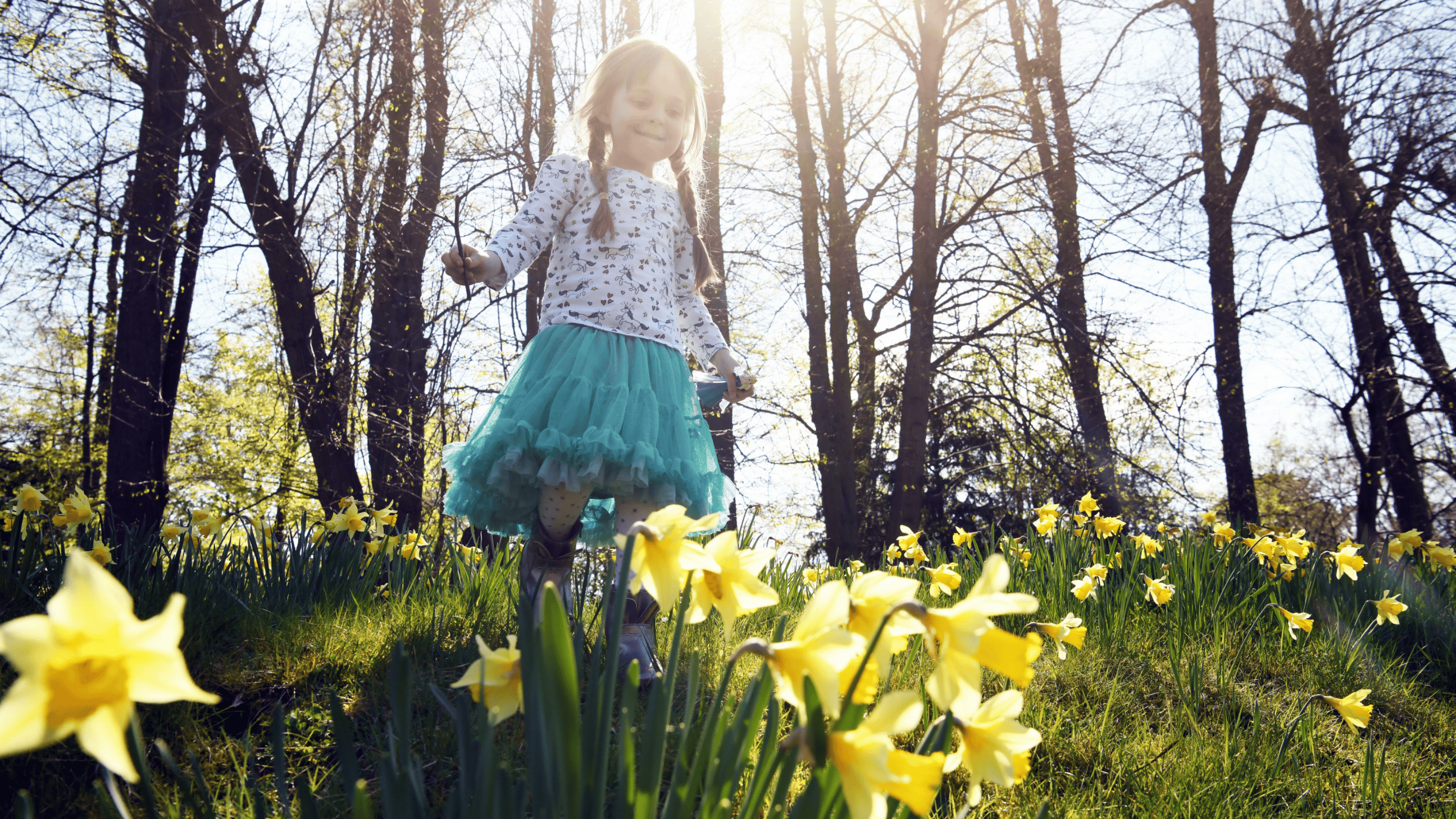 Girl walking amongst daffodils in spring sunshine at Erddig, Wrexham, Wales