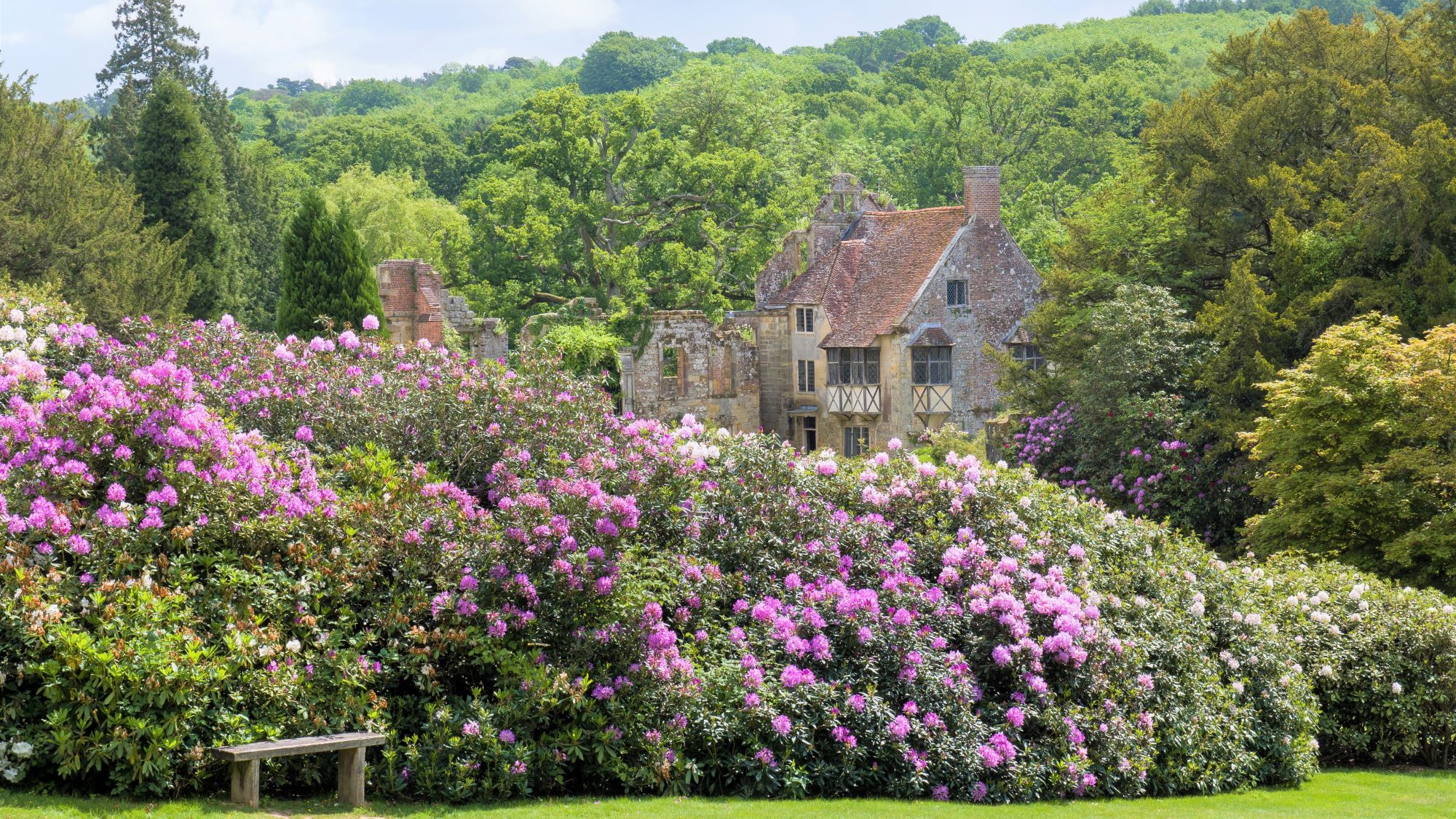A mass of rhododendrons leading to the old castle at Scotney