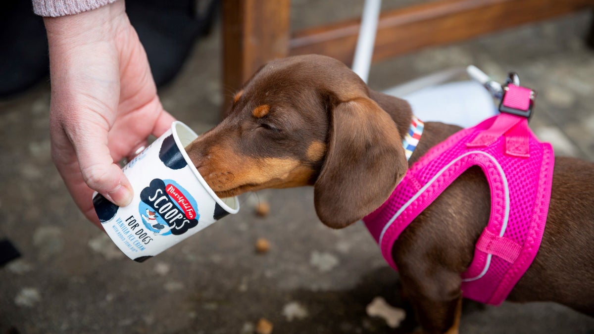 Dog walking at Scotney Castle Kent National Trust
