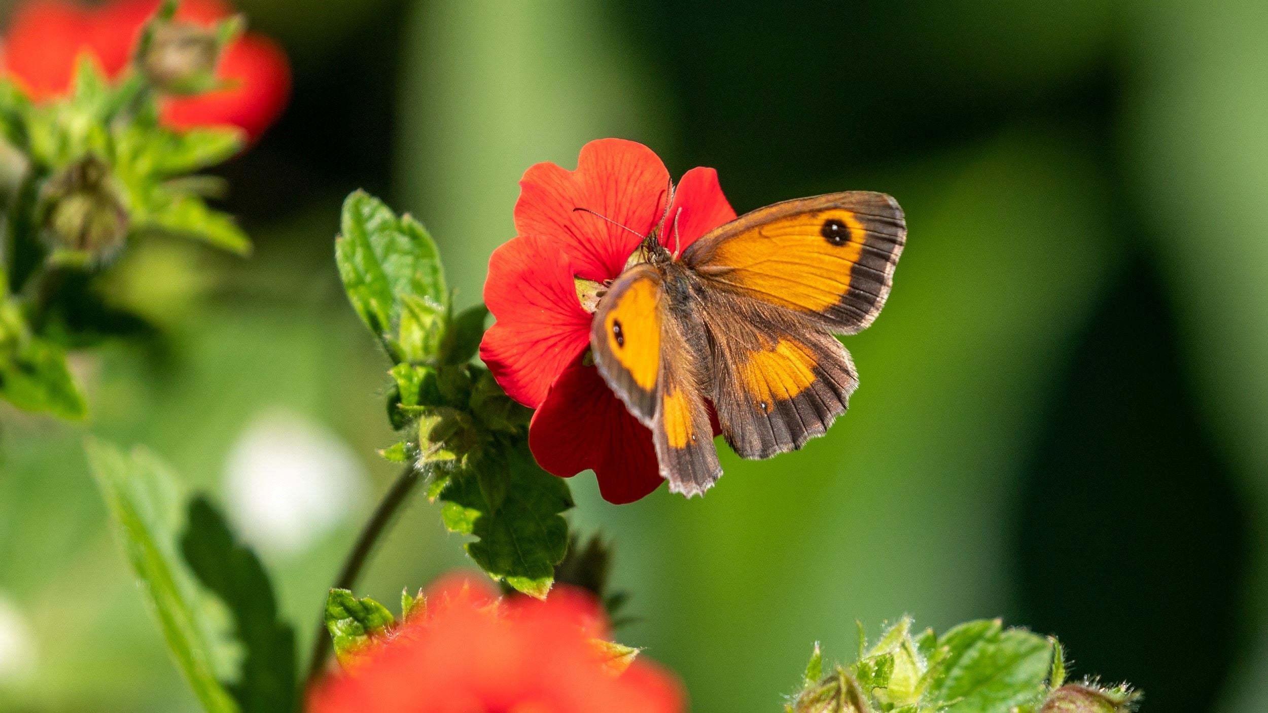 A Gatekeeper butterfly on a red flower