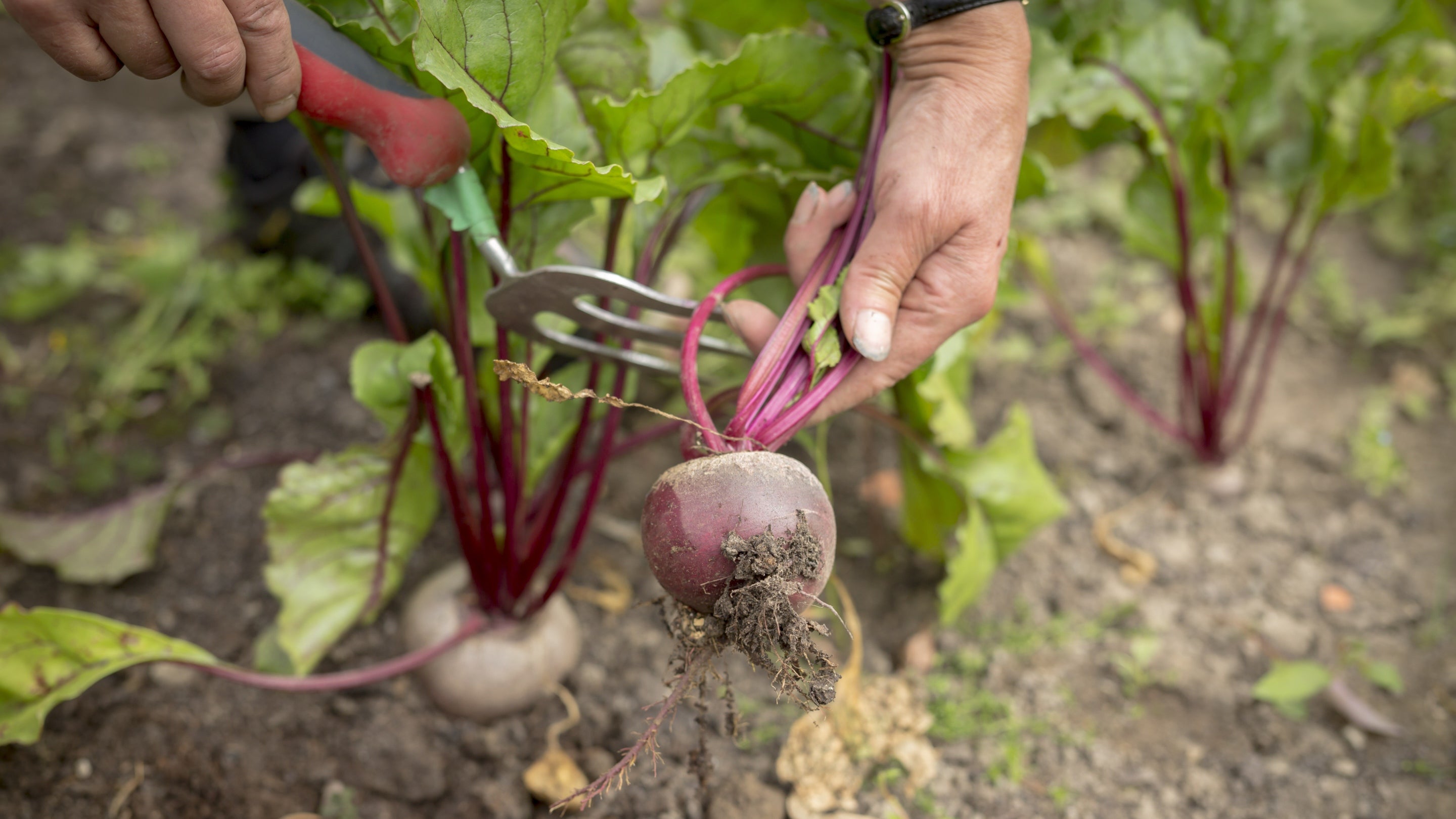 A close-up of hands pulling beetroot from the ground at Scotney Castle in Kent