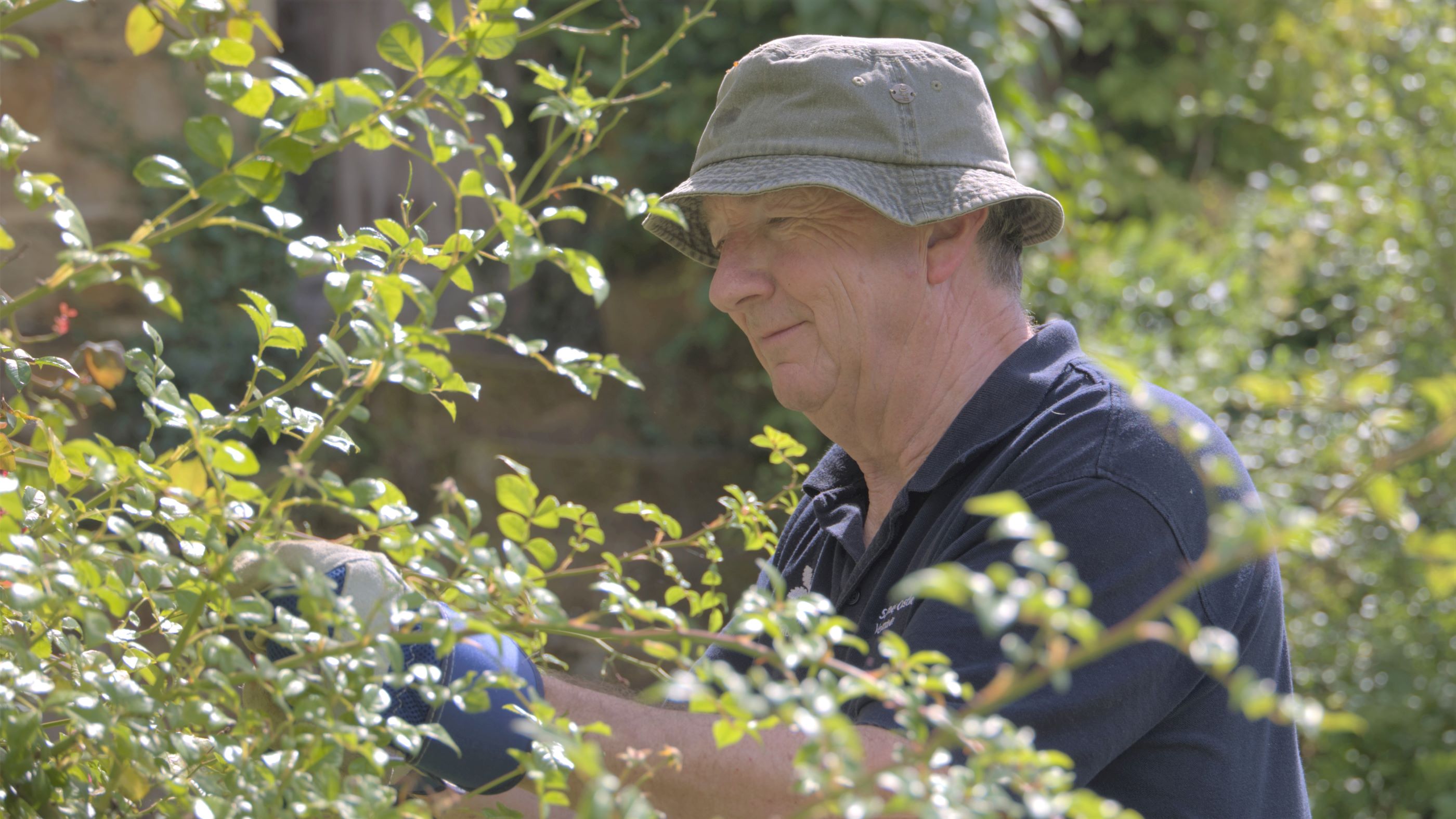 An adult in a hat pruning roses