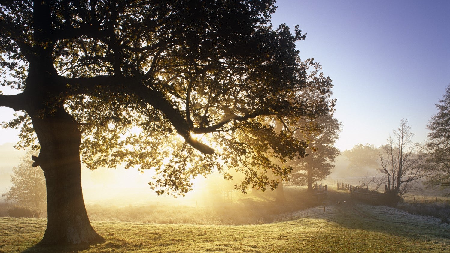 Are Dogs Allowed At Scotney Castle
