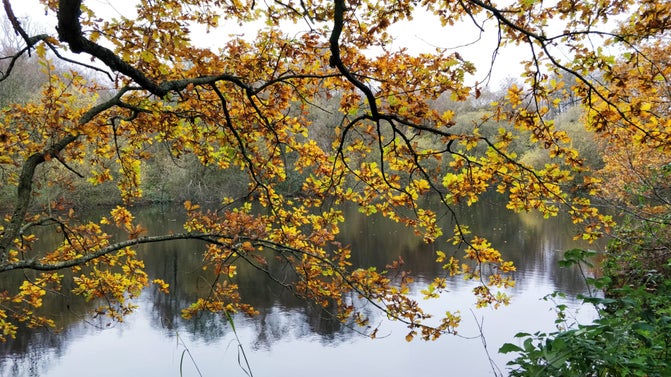 Autumn colour by the lakes at Sissinghurst Castle Garden