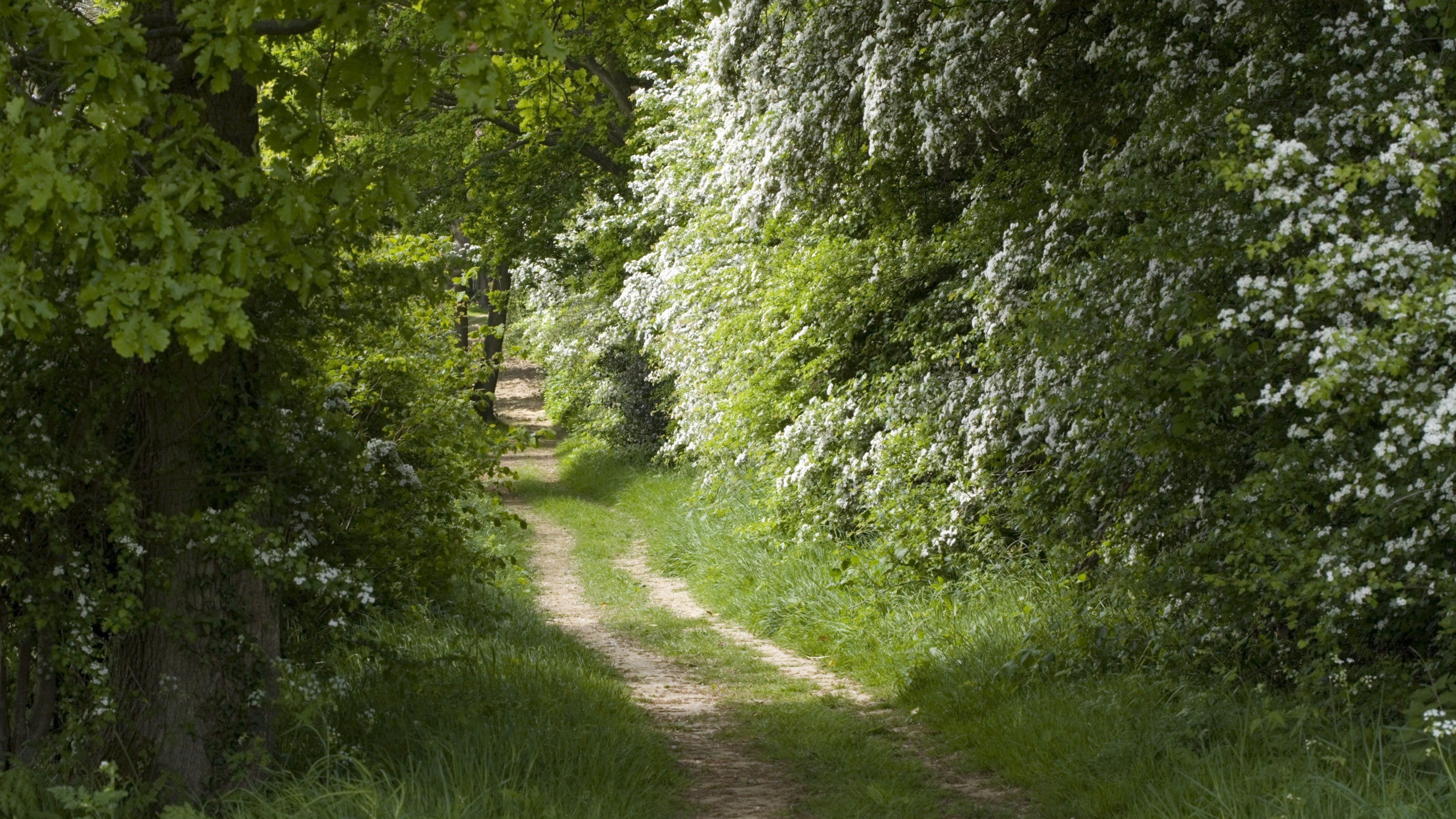 An ancient track, called Blackberry Lane, leads off between dense hedgerows on the estate at Sissinghurst Castle Garden, Kent.