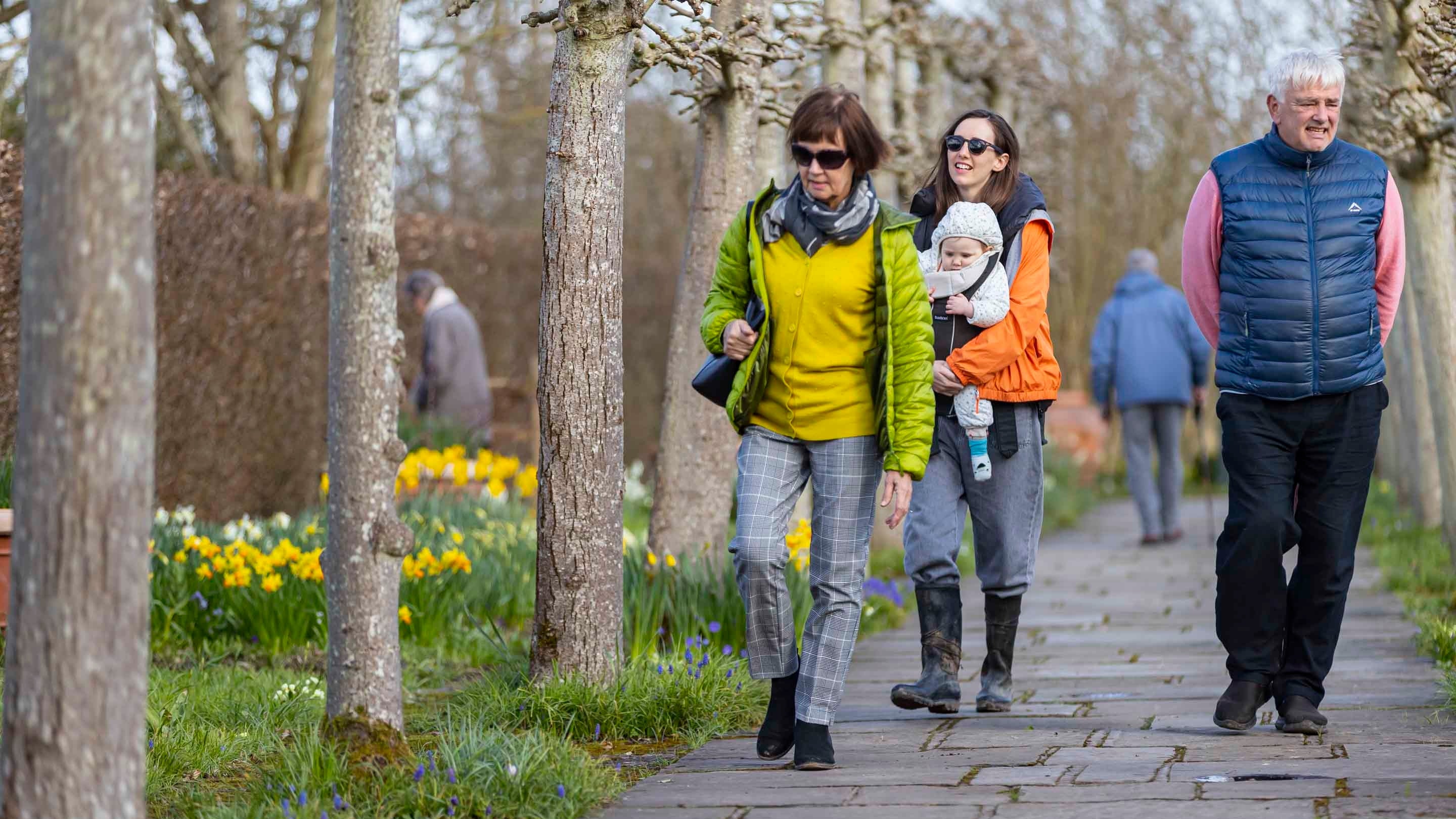 Three visitors walk down the Lime Walk at Sissinghurst Castle Garden, Kent. The path is bordered by leafless lime trees and spring flowers, one of the visitors has a baby in a carrier.