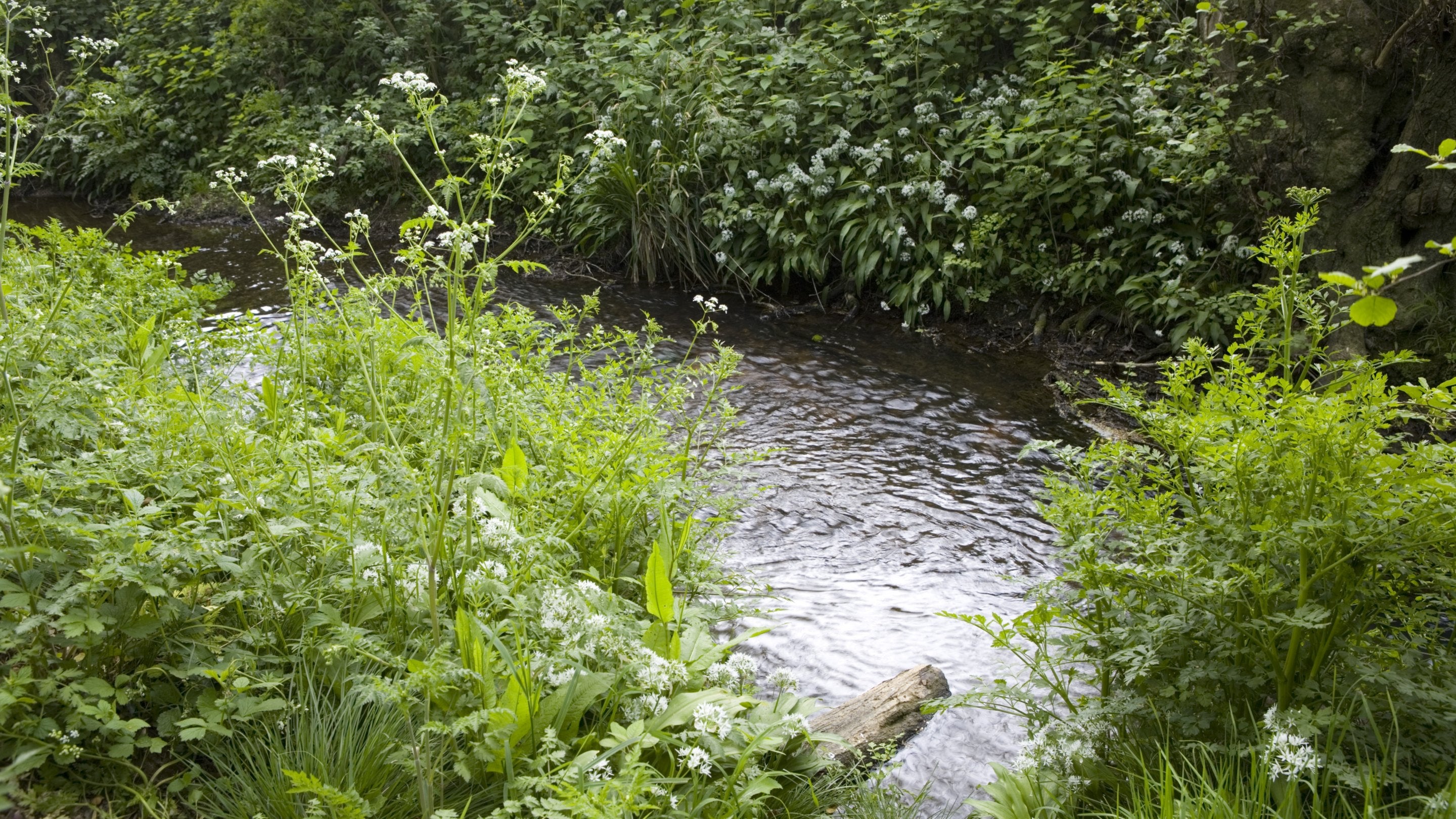 The banks of the stream with abundant wild plants on the estate at Sissinghurst Castle Garden, near Cranbrook, Kent