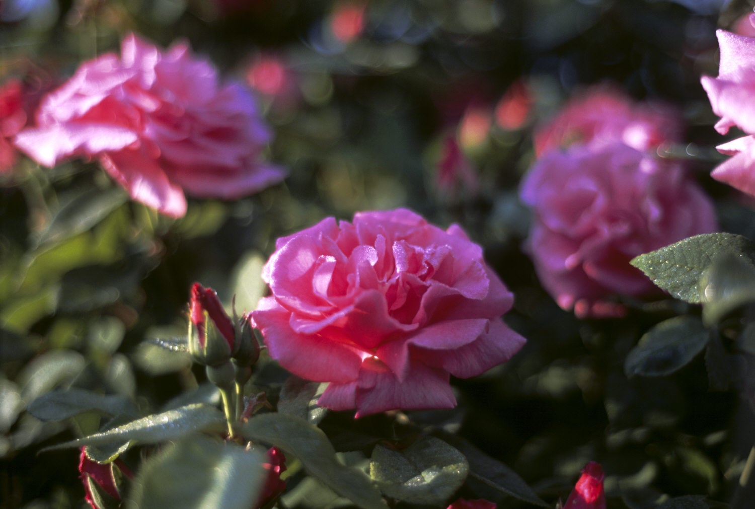 A group of rose 'Zephirine Drouhin' growing at Sissinghurst Castle Garden