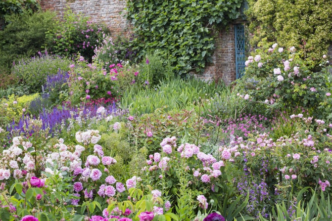 Pink roses amongst shrubs