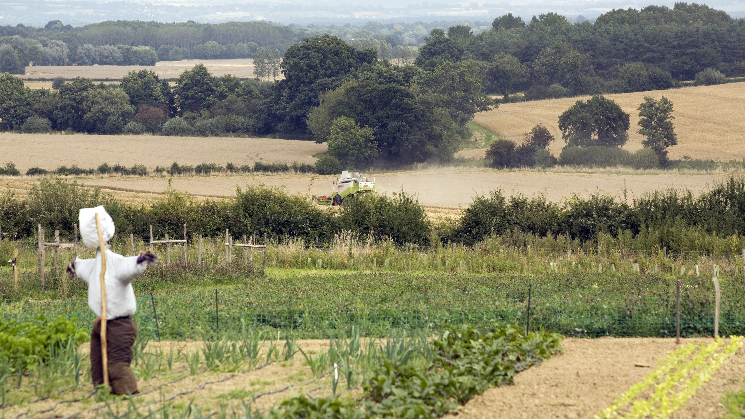 View over the new vegetable garden, with a scarecrow, in August at Sissinghurst Castle, near Cranbrook, Kent, looking towards the combine harvester at work in the farm fields beyond.