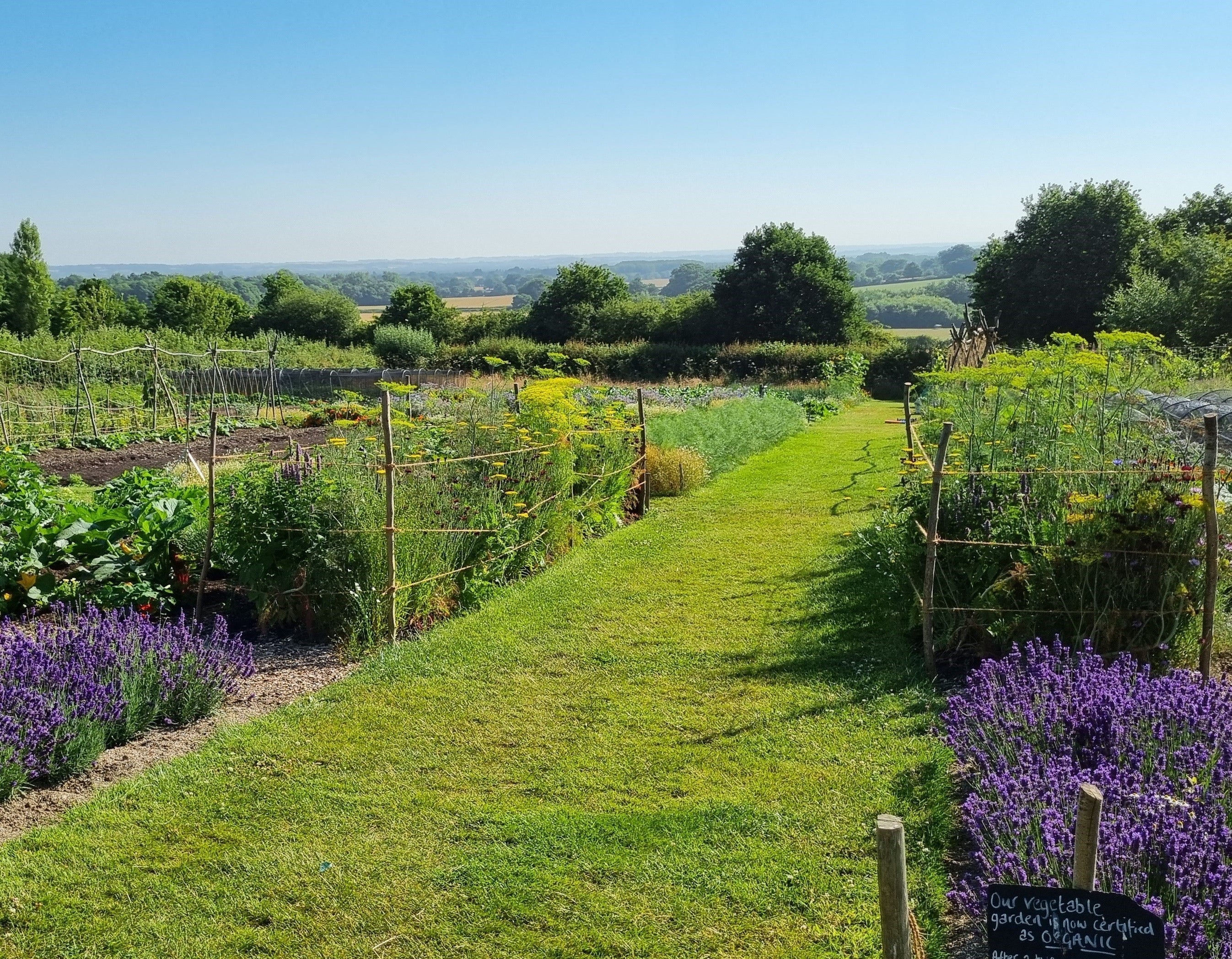The Vegetable Garden on a Summer's day