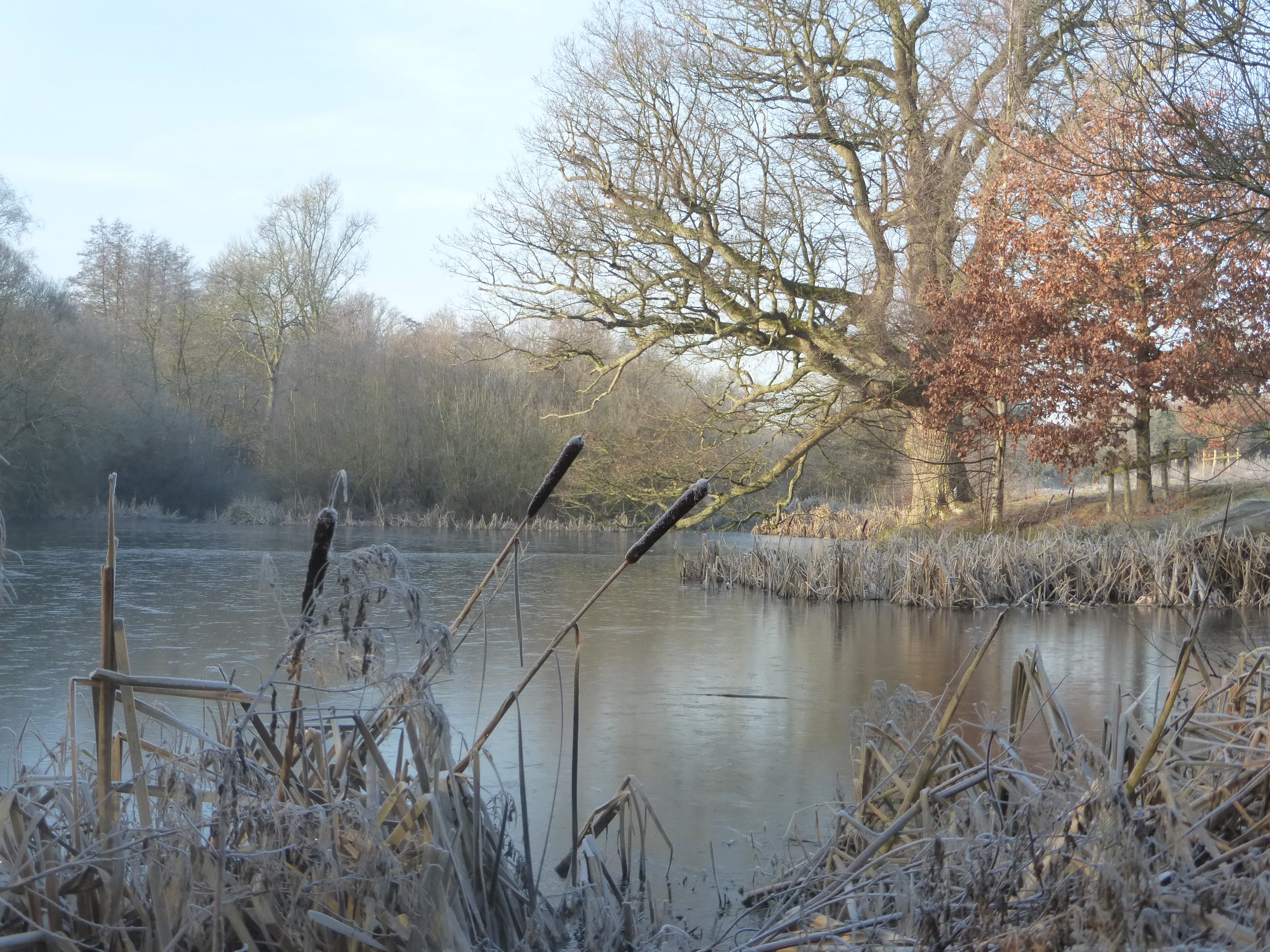 Frosty reeds sit in front of a frozen lake