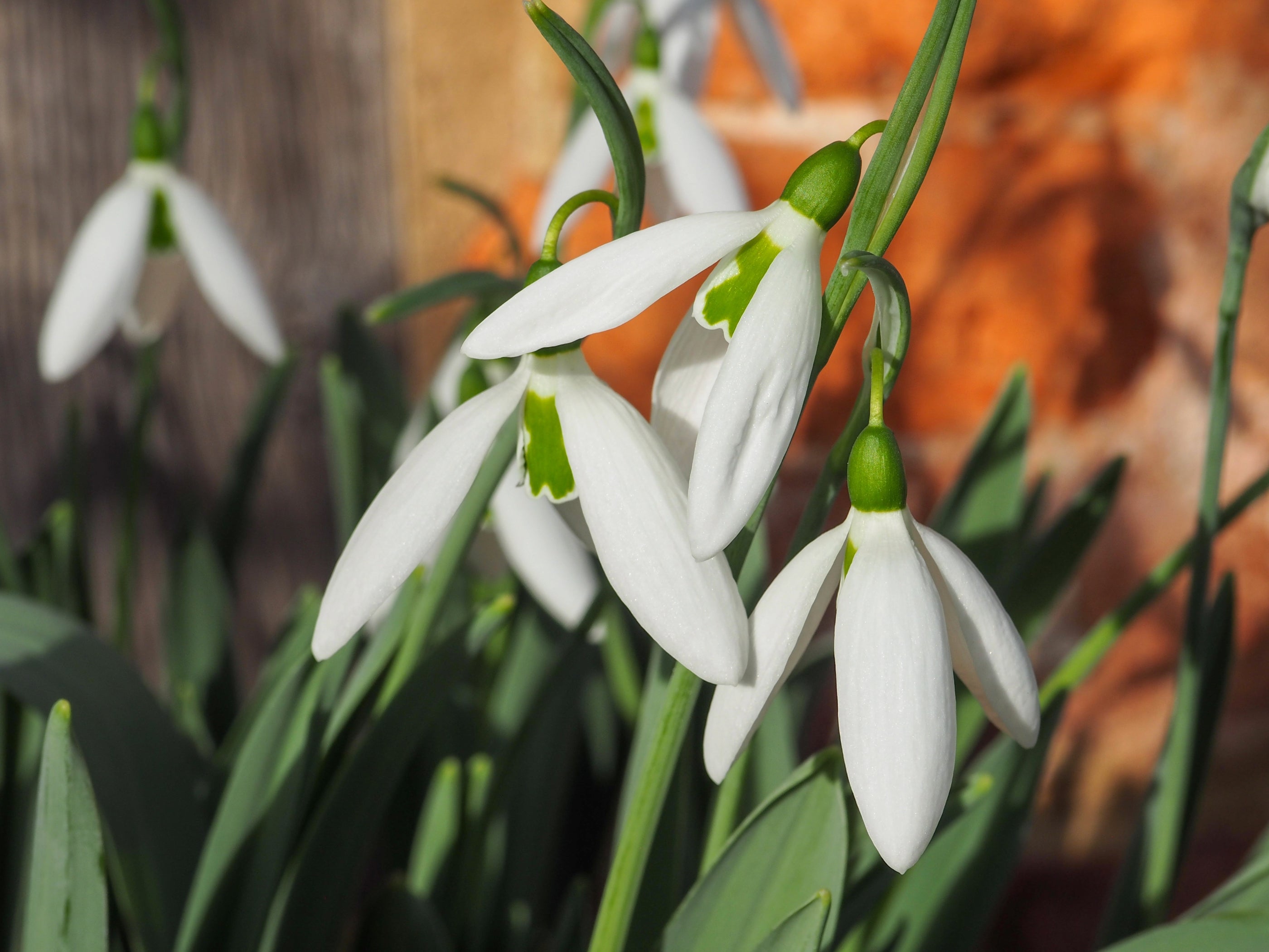Snowdrops at Sissinghurst Castle Garden