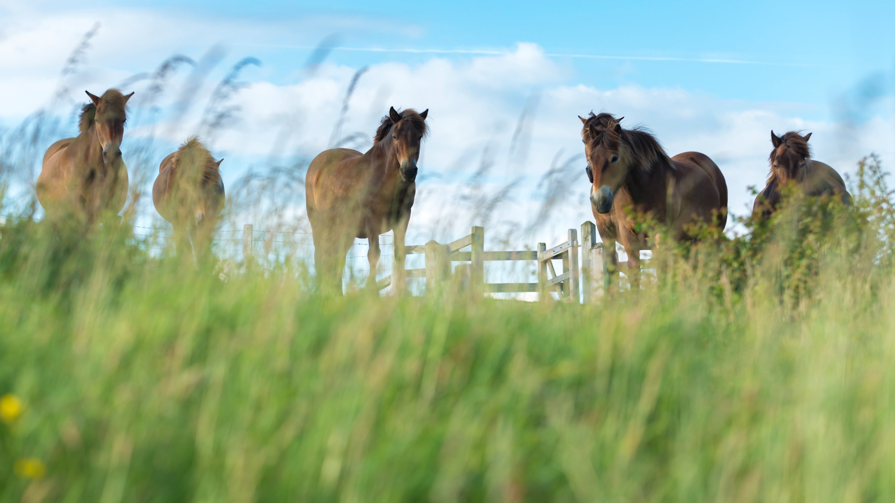 Image showing the Exmoor ponies standing in a grassy meadow at The White Cliffs of Dover
