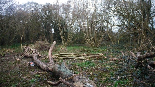 Image of coppiced woodland showing the cleared area which will be allowed to regrow