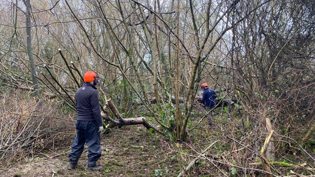 Image of two volunteers cutting back tree growth or coppicing