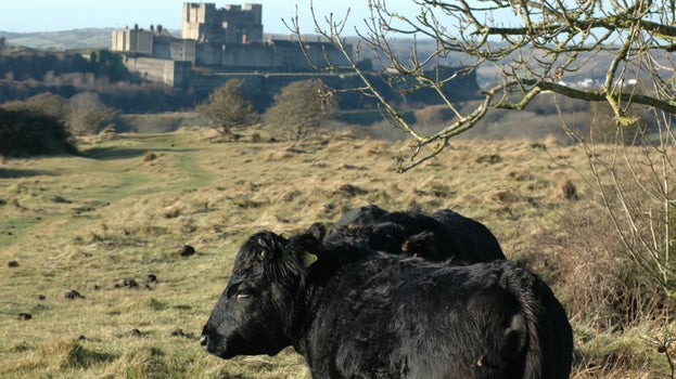 Image of a black Dexter cow turning around to look at the camera with Dover Castle in the background