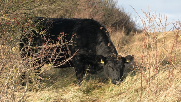 Image of a Dexter cow grazing in a mix of scrub and grass on a sunny day