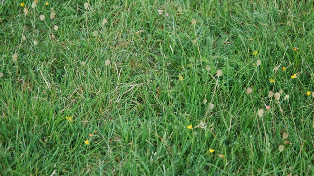 Yellowhammer chick hiding in long grass at the White Cliffs of Dover