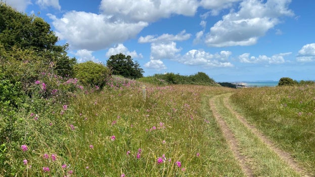 A pink-flowering non-native plant creeping through grassland on a sunny day