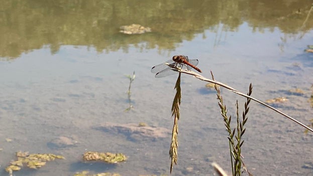 Image of a common darter dragonfly perched above a freshwater pond with reflections in the water on a sunny day