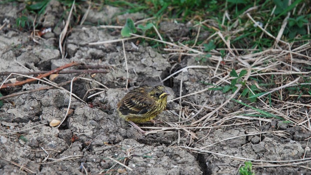 Yellowhammer chick on ground at the White Cliffs of Dover