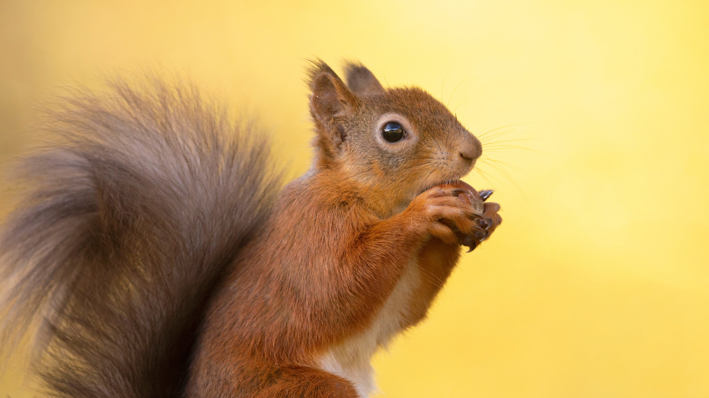 A red squirrel with nut at Allan Bank, Cumbria in autumn