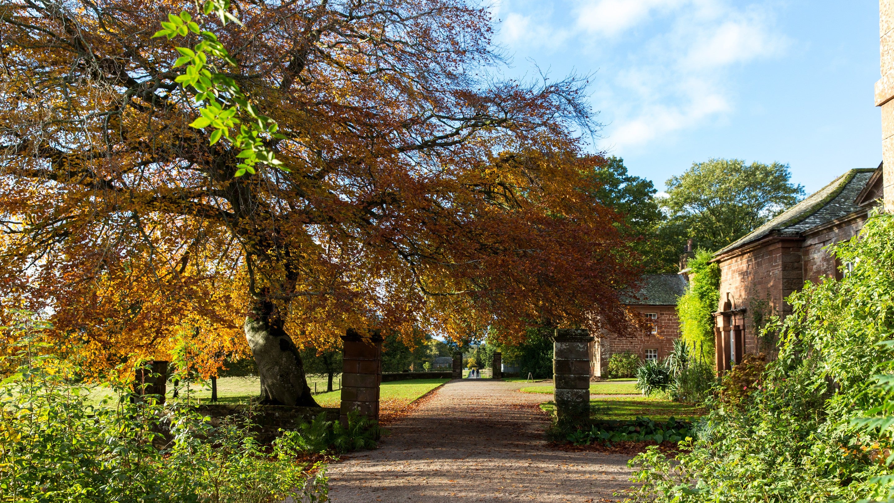 A view through the gates of the copper beech tree along the front of Acorn Bank