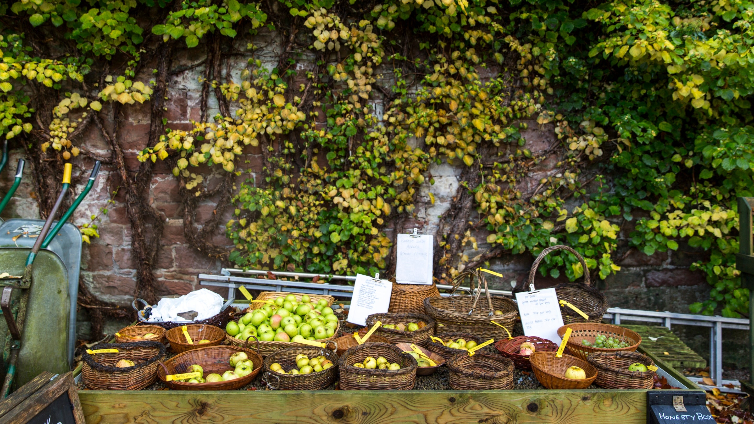 Baskets of apples from Acorn Bank's orchards displayed beside a stone wall covered with climbing plants.