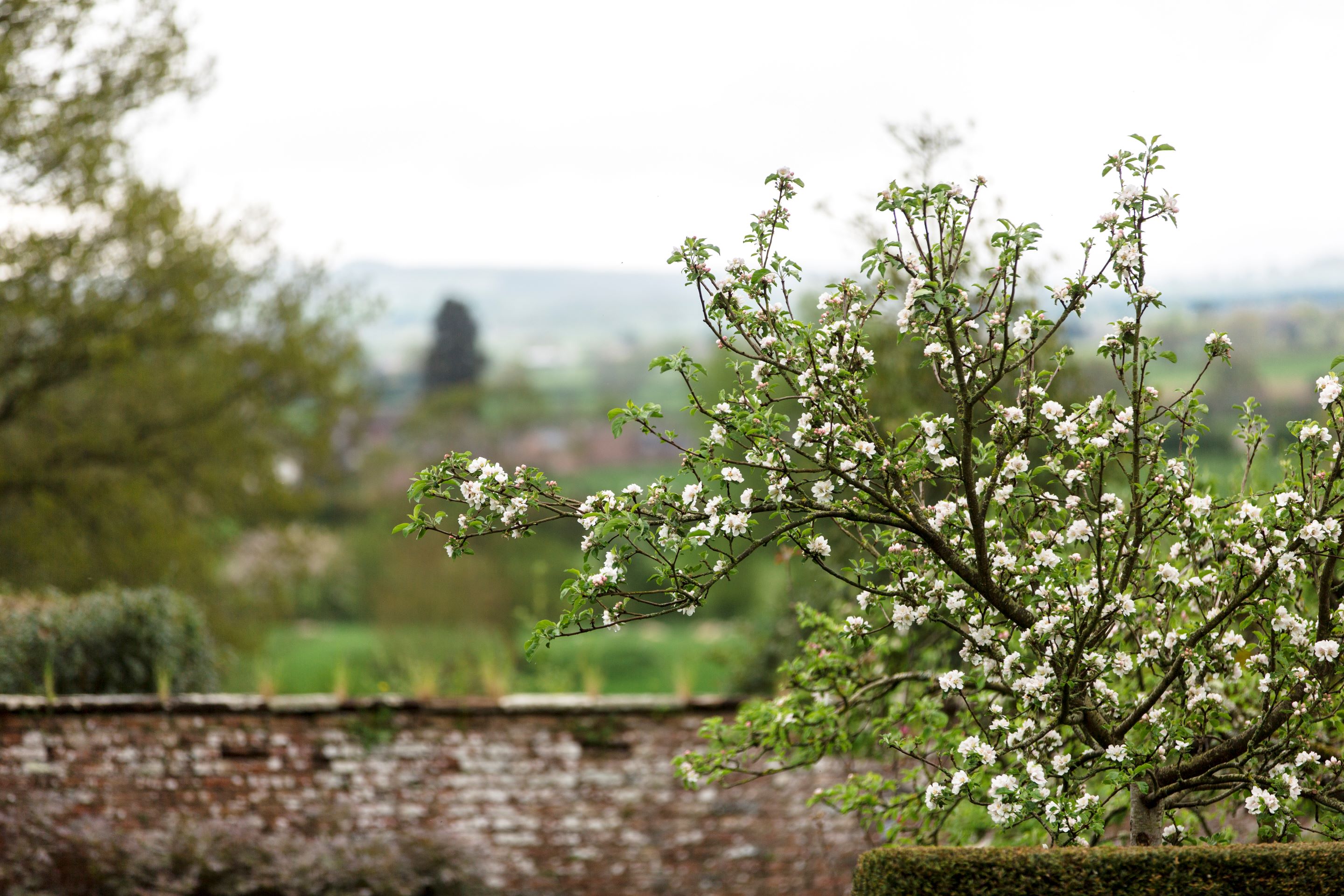 White blossom on a tree at Acorn Bank. The tree is on the right, and to the centre and left is a view from the garden, across the old brick walls, to the fields and hills beyond.
