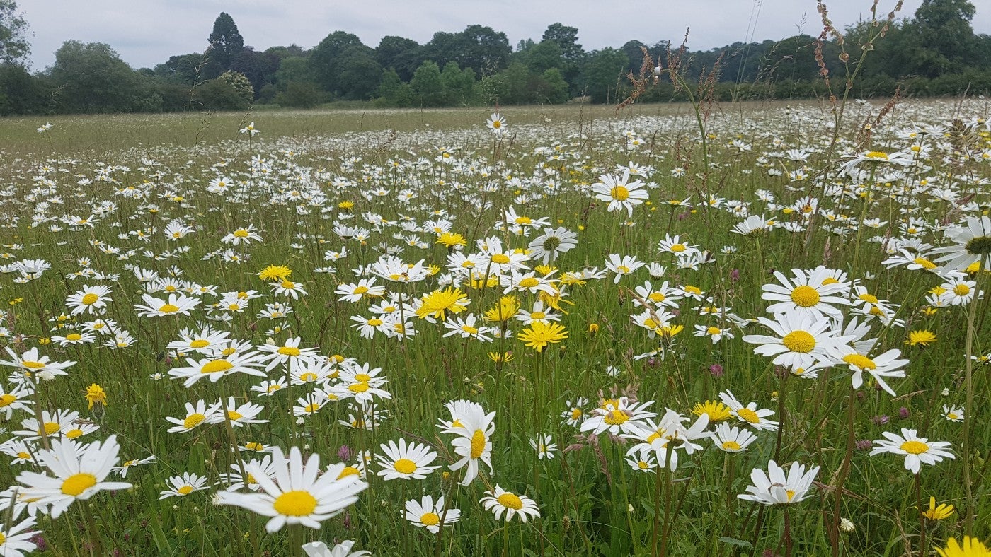 A shot across the flowers blooming in the new flower meadow at Acorn Bank