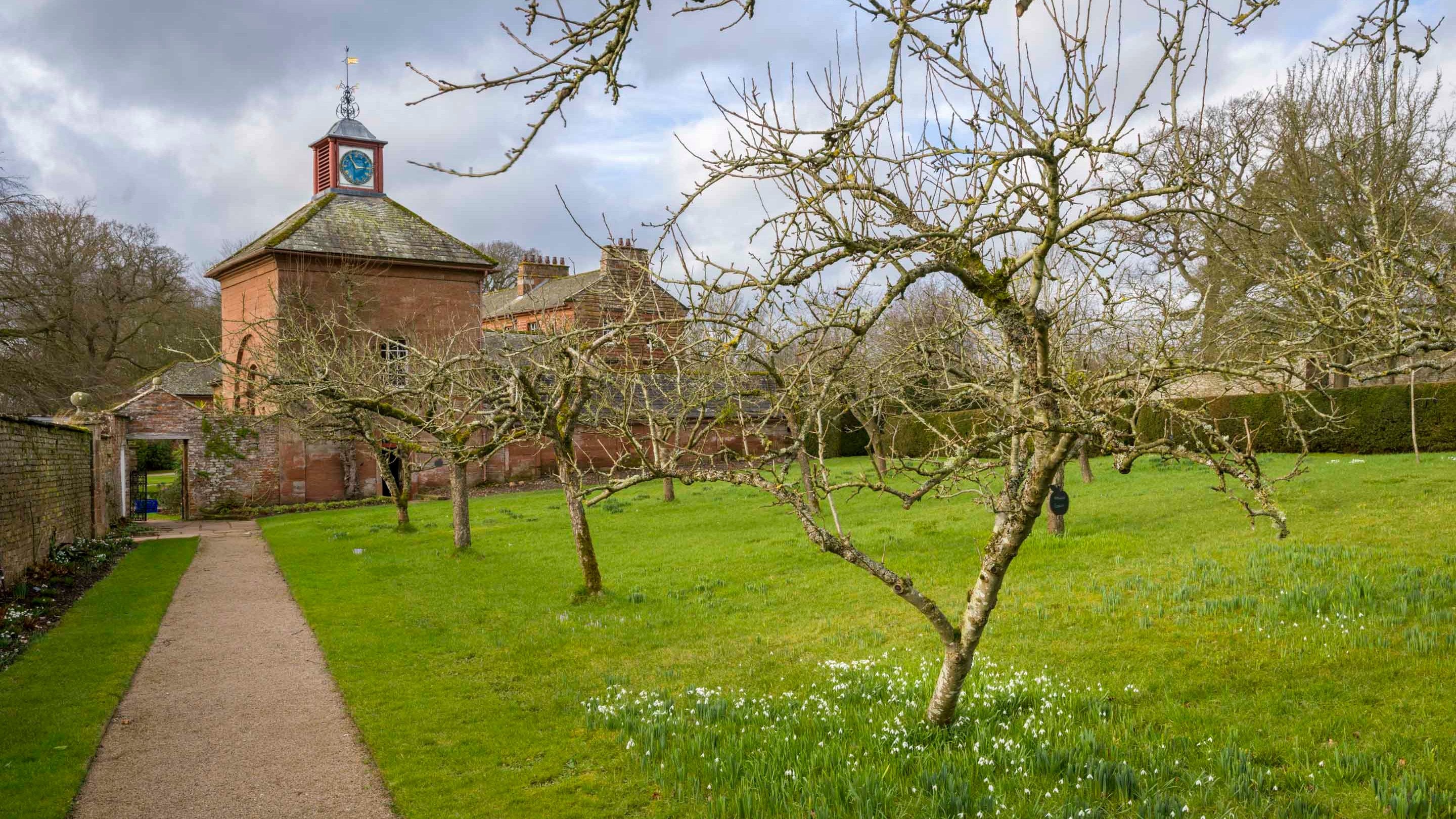 Snowdrops growing in the orchard in February with the house in the background at Acorn Bank, Cumbria