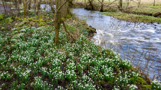 Snowdrops next to the Crowdundle Beck in the woodland at Acorn Bank