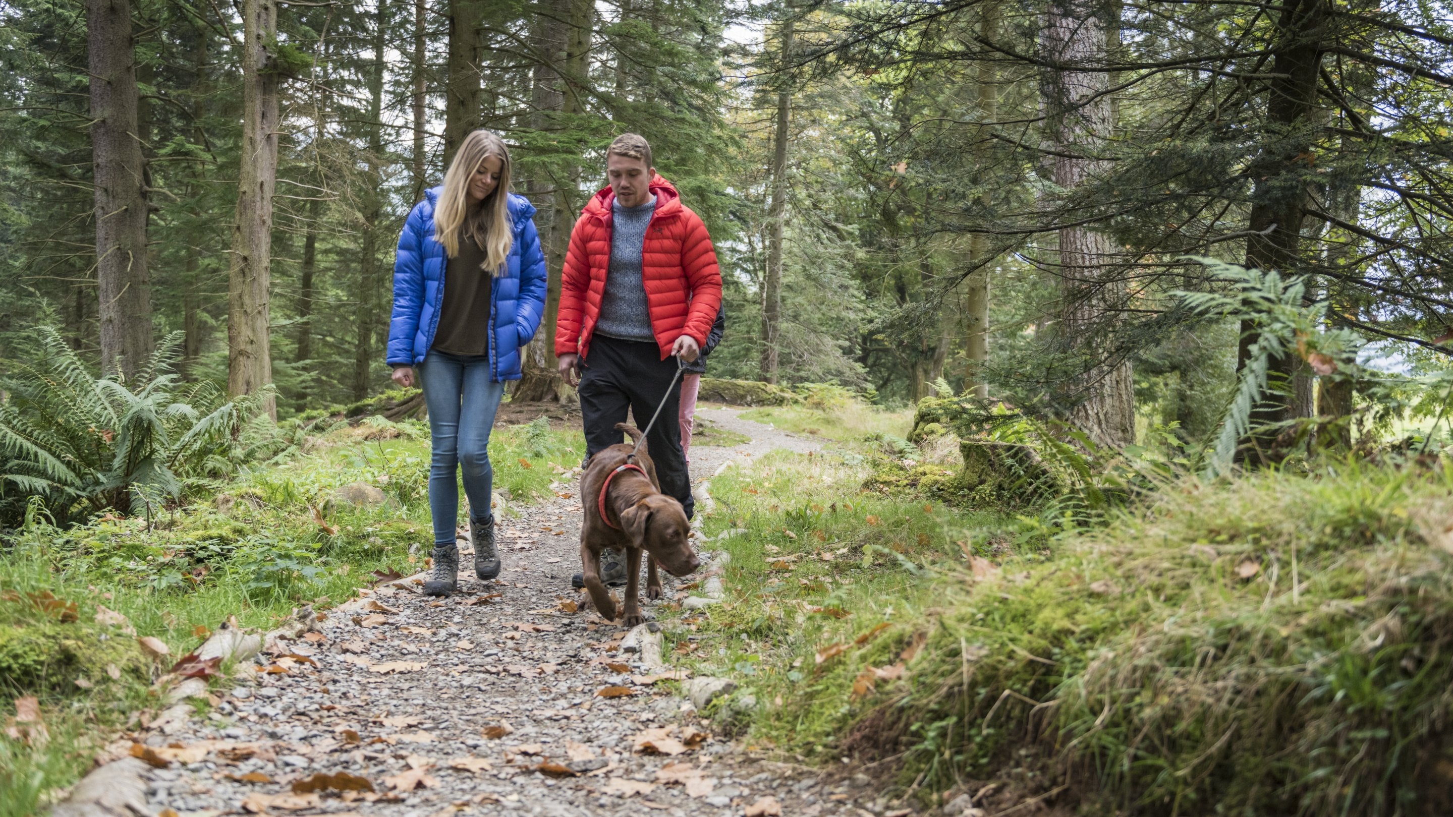 A man and woman walking a dog on a path amid pine trees at Aira Force, Cumbria