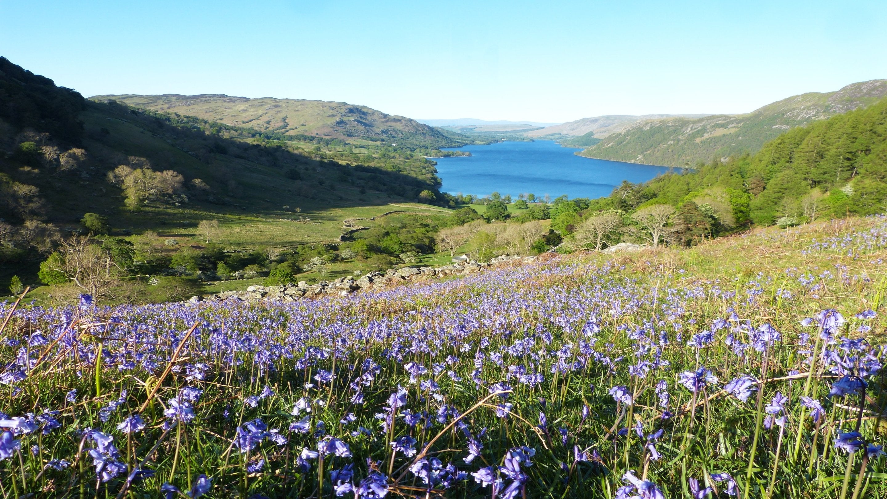View of bluebells on the fellside with Ullswater in background on a sunny May day