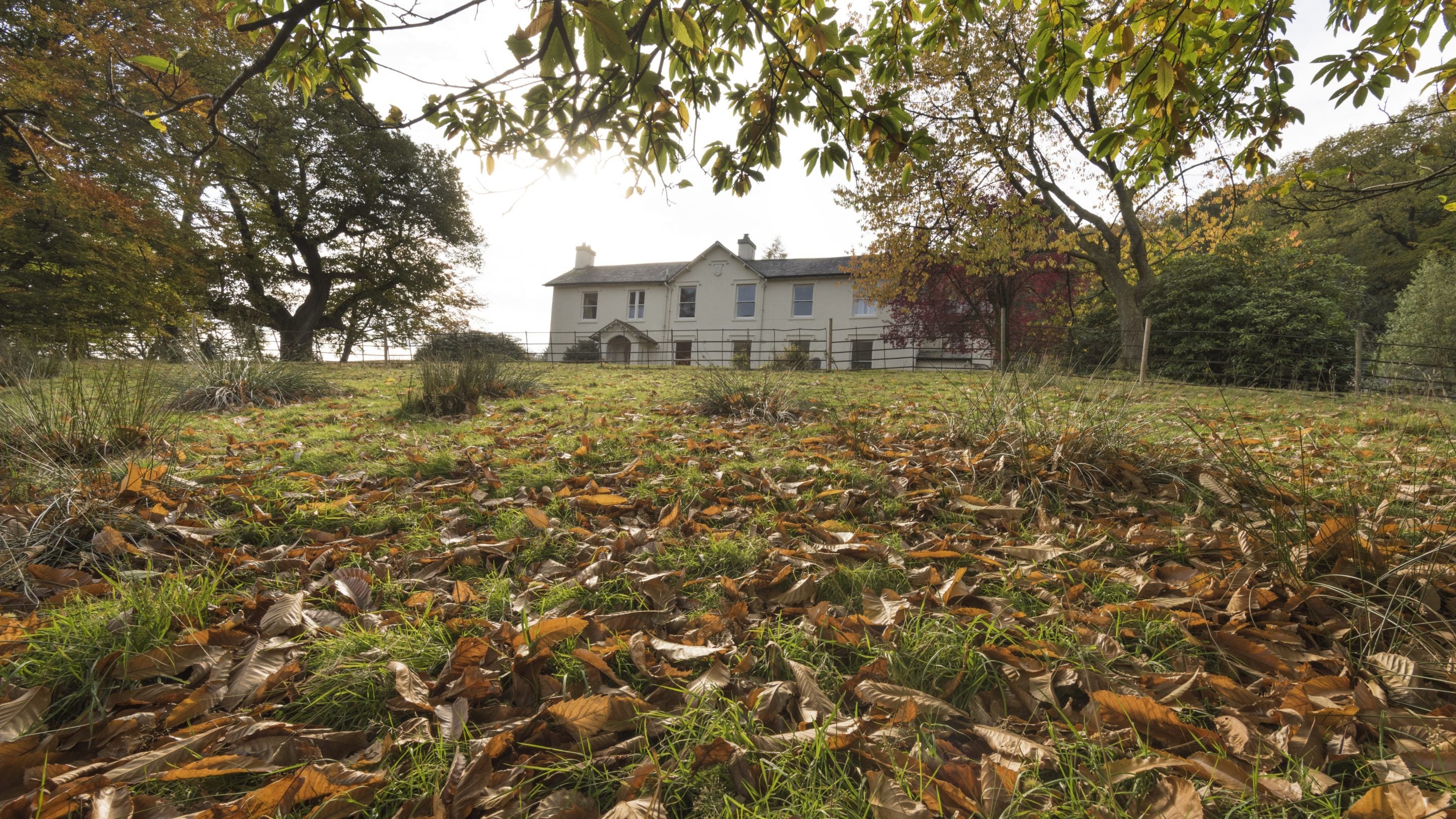 Autumnal view of Allan Bank, Grasmere, Lake District, Cumbria: with a close-to-the-ground view of fallen leaves on the grass and the white house on the slope above