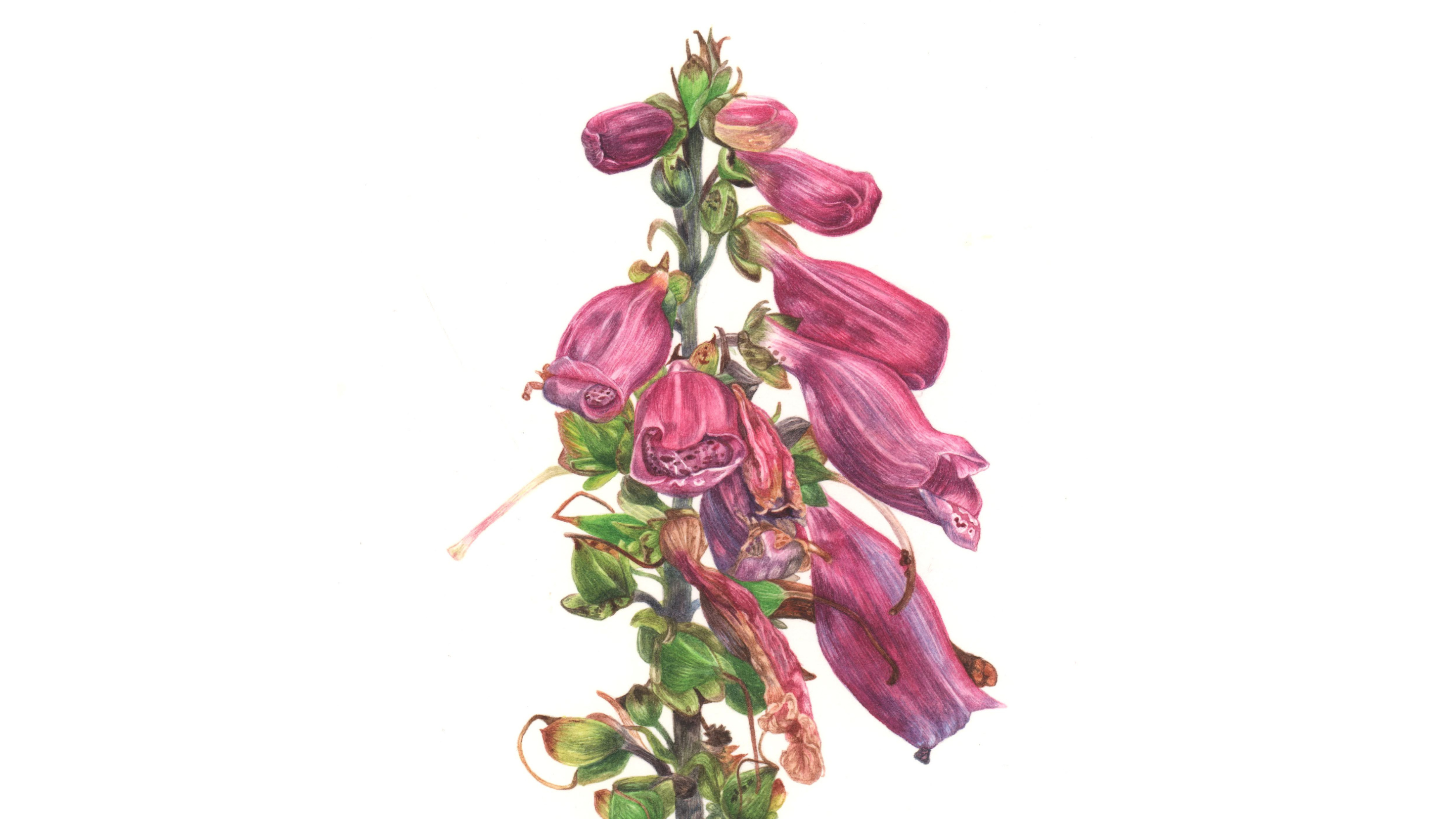 Section of a lithograph of a foxglove by Kathryn Poole