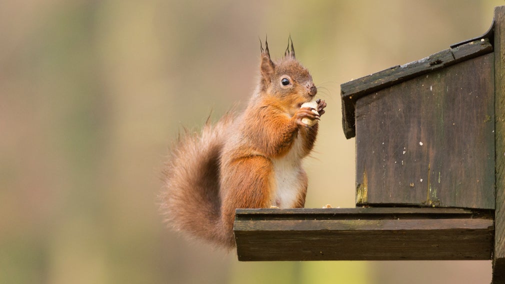 Red squirrel on the feeder at Allan Bank, Cumbria