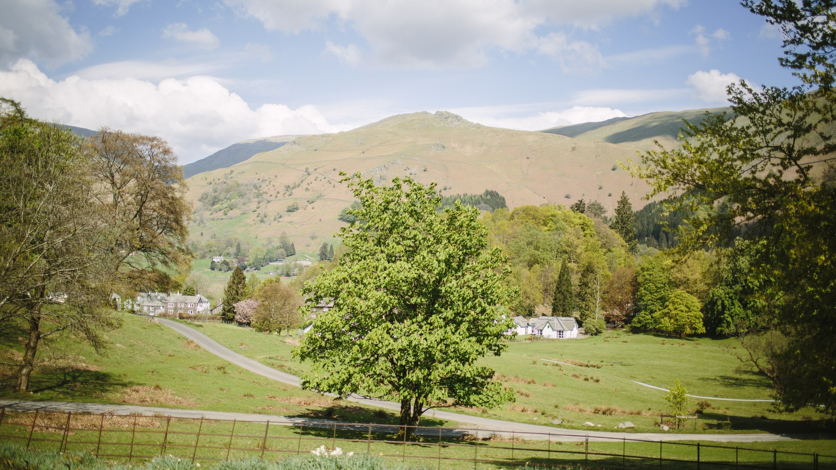 A view of fields and mountains with a tree in the foreground, Allan Bank and Grasmere, Cumbria