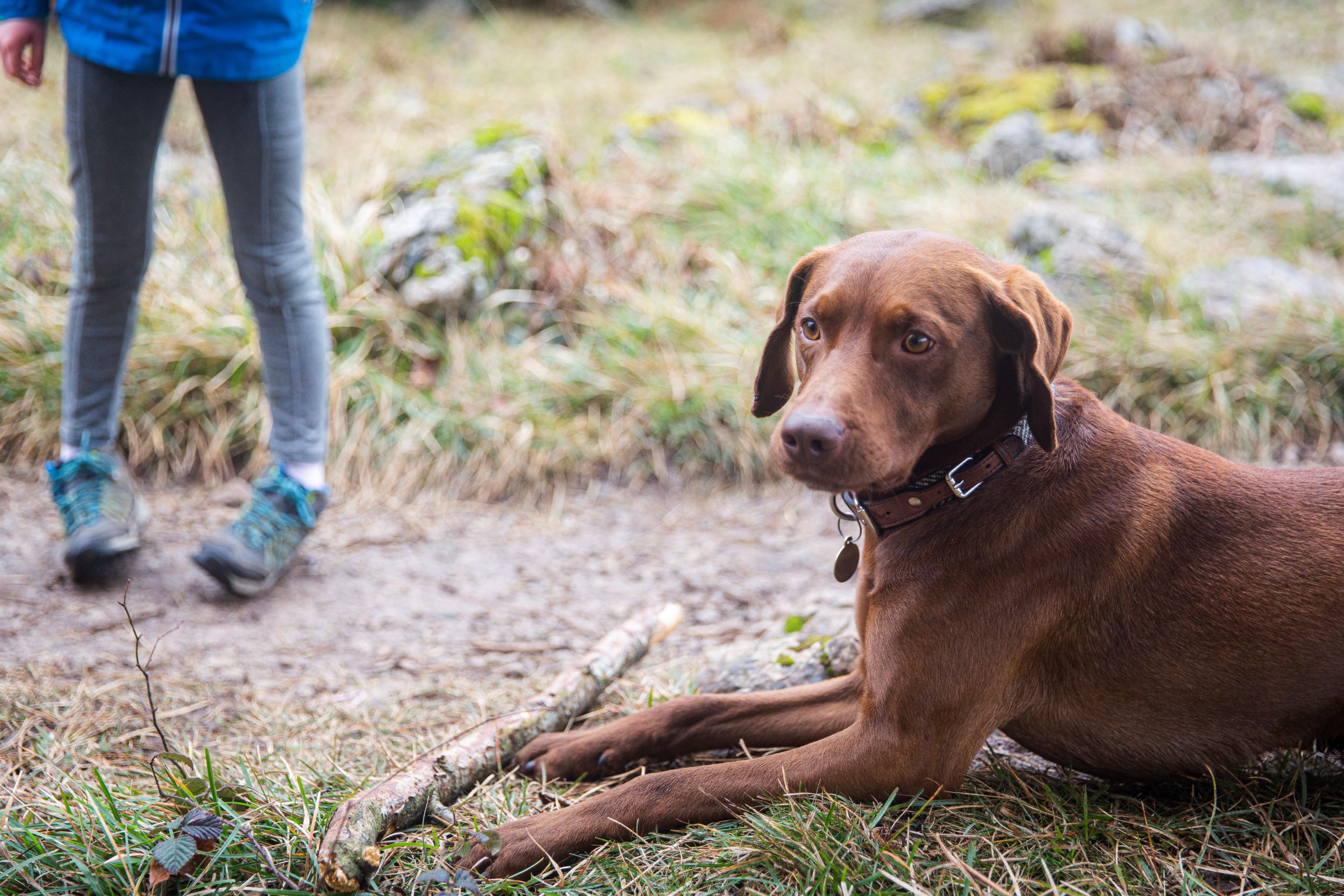 Brown labrador lying down with a stick on the grass at Eaves Wood.