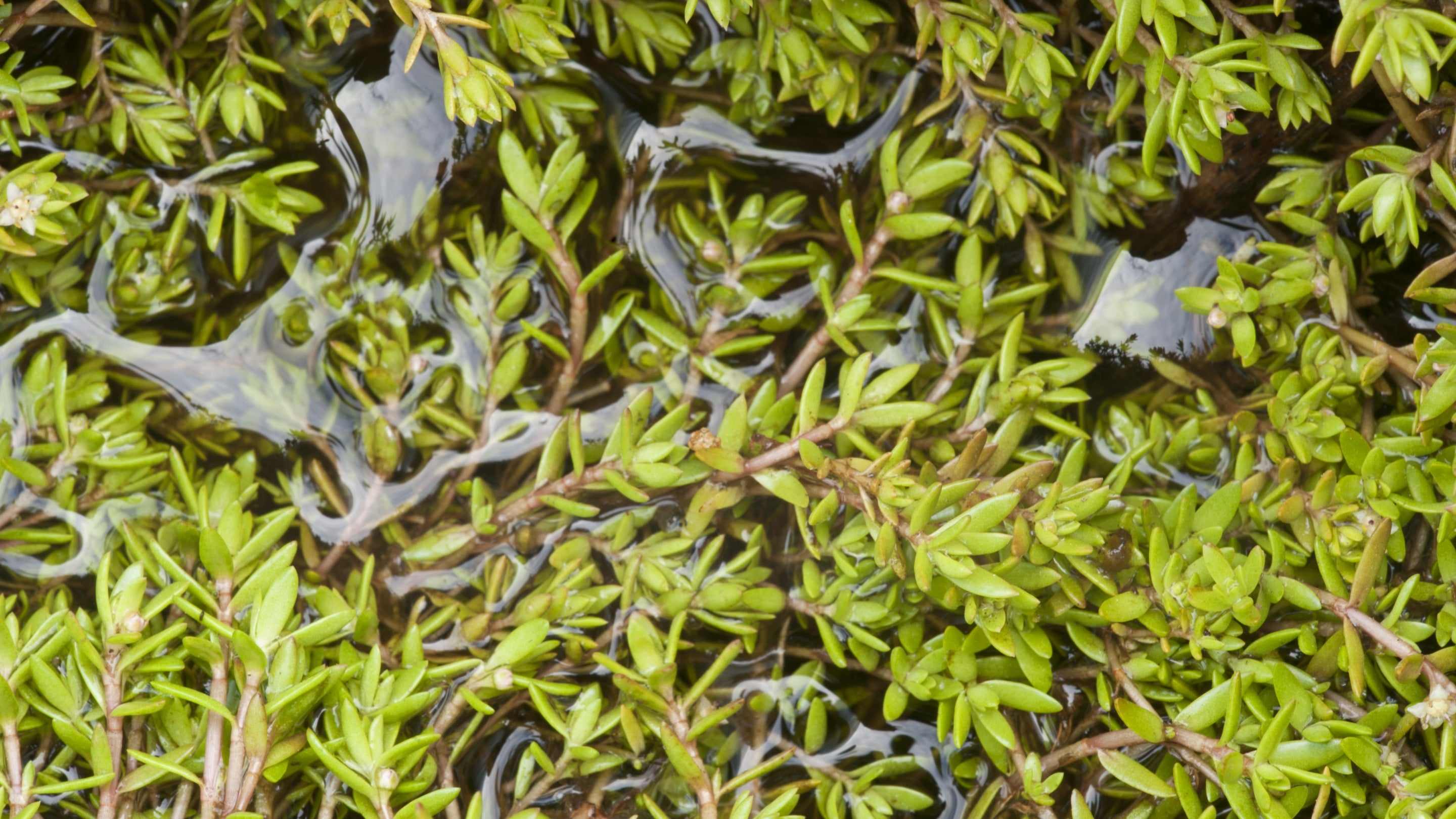Crassula (New Zealand Pigmyweed) forms a mat on a freshwater body